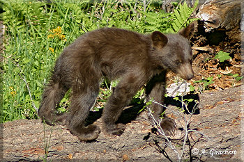 Kleiner Schwarzbär